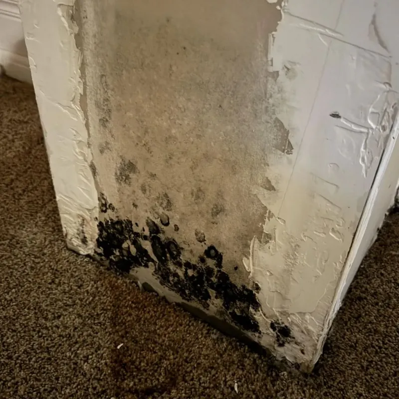 Professional Mold Removal in Wilmington, NC